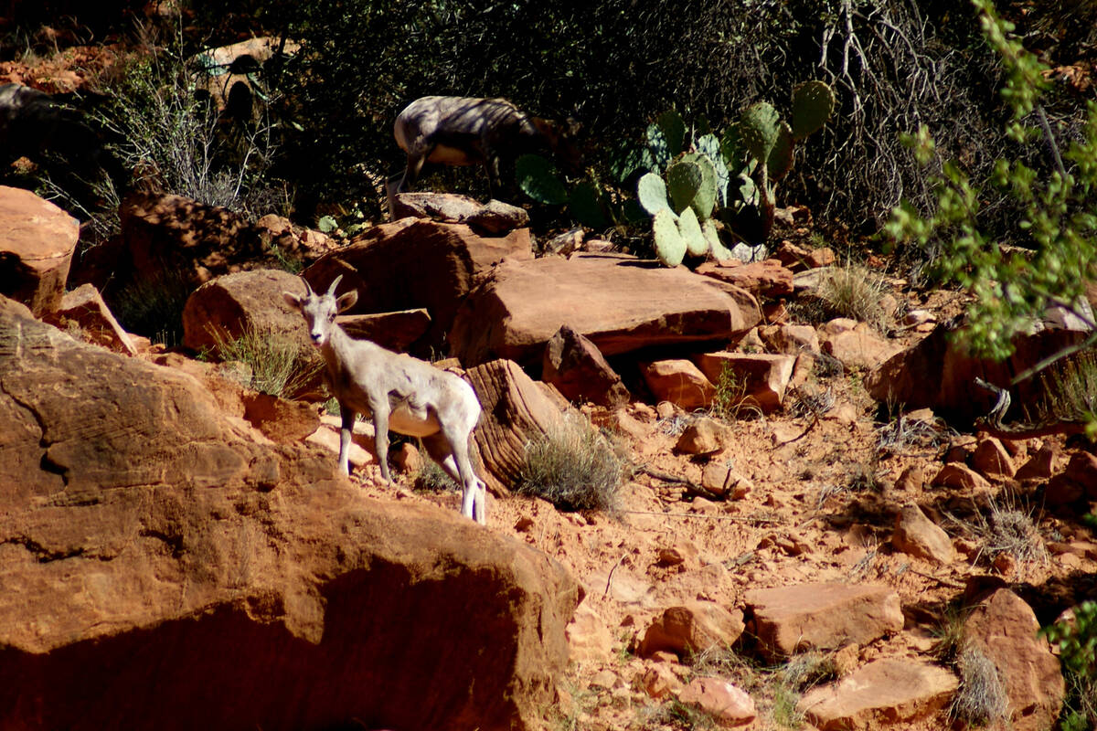 Bighorn ewe climbing and foraging above Watchman Trail in Zion National Park. (Natalie Burt/Spe ...