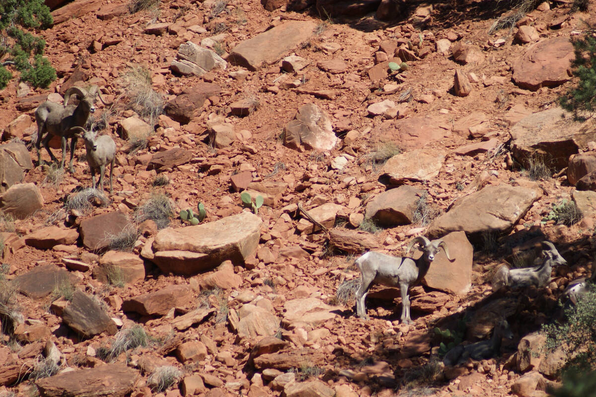 Bighorn ram climbing and foraging above Watchman Trail in Zion National Park. (Natalie Burt/Spe ...