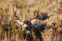 This undated photo provided by the Nevada Department of Wildlife shows a mule deer buck on wint ...