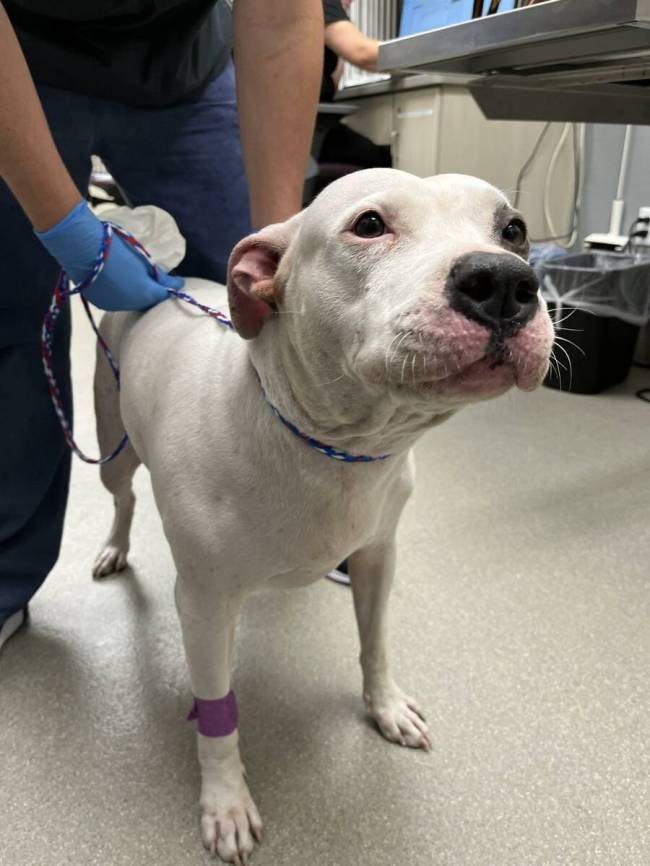 Sasha, a severely sunburned dog who was rescued by a Metro officer from an east Las Vegas apart ...