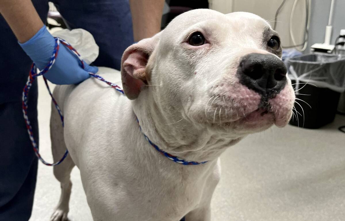 Sasha, a severely sunburned dog who was rescued by a Metro officer from an east Las Vegas apart ...