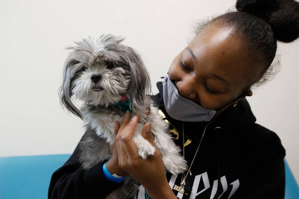 Pet microchipping may be required in Las Vegas, Las Vegas