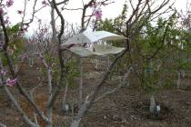 This is a winged trap used for pheromone trapping. This type is preferred over the delta trap b ...