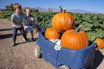 Samuel Honig, 3, left, and his friend Deegan Dorudiani, 3, pull a wagon filled with pumpkins at ...