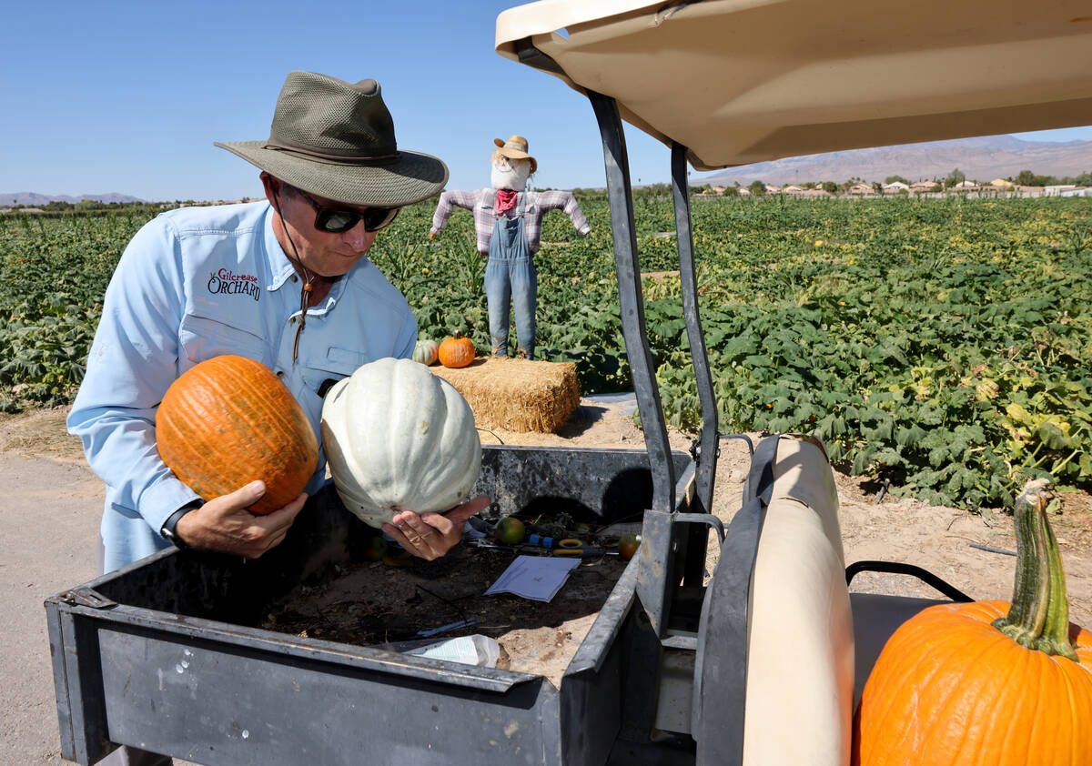 Gilcrease Orchard Director Mark Ruben loads pumpkins to make a photo station at the 60-acre far ...