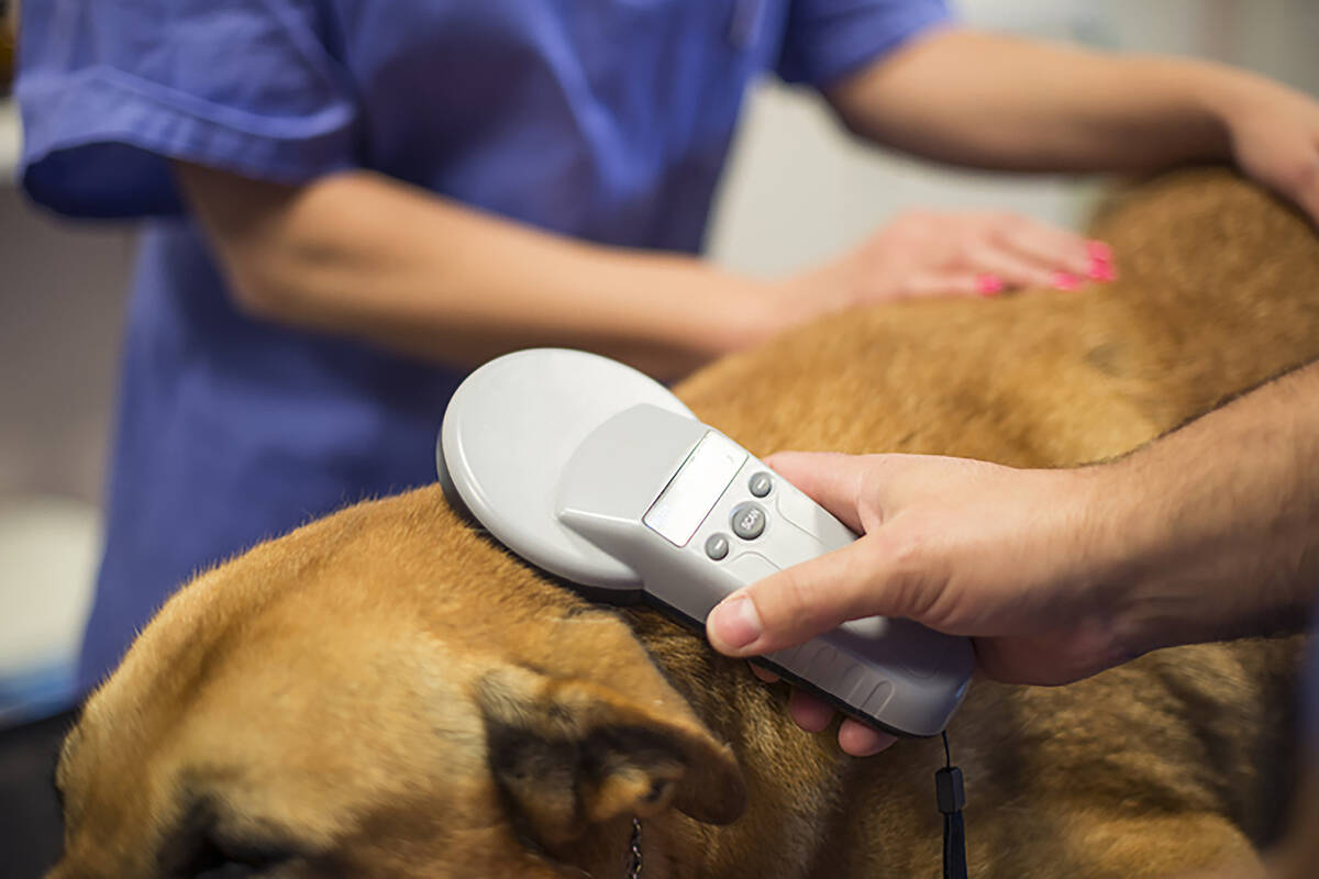 Mandatory microchipping of dogs, cats one step closer to being enacted, Las  Vegas, News