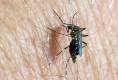 Valley rain brings water, and this potentially deadly airborne danger