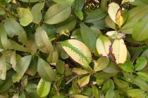 Iron applications are needed to remedy this yellowing photinia. Put the iron on the soil in ear ...