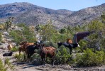 Feds sued over Bundy’s cattle, solar development near Las Vegas