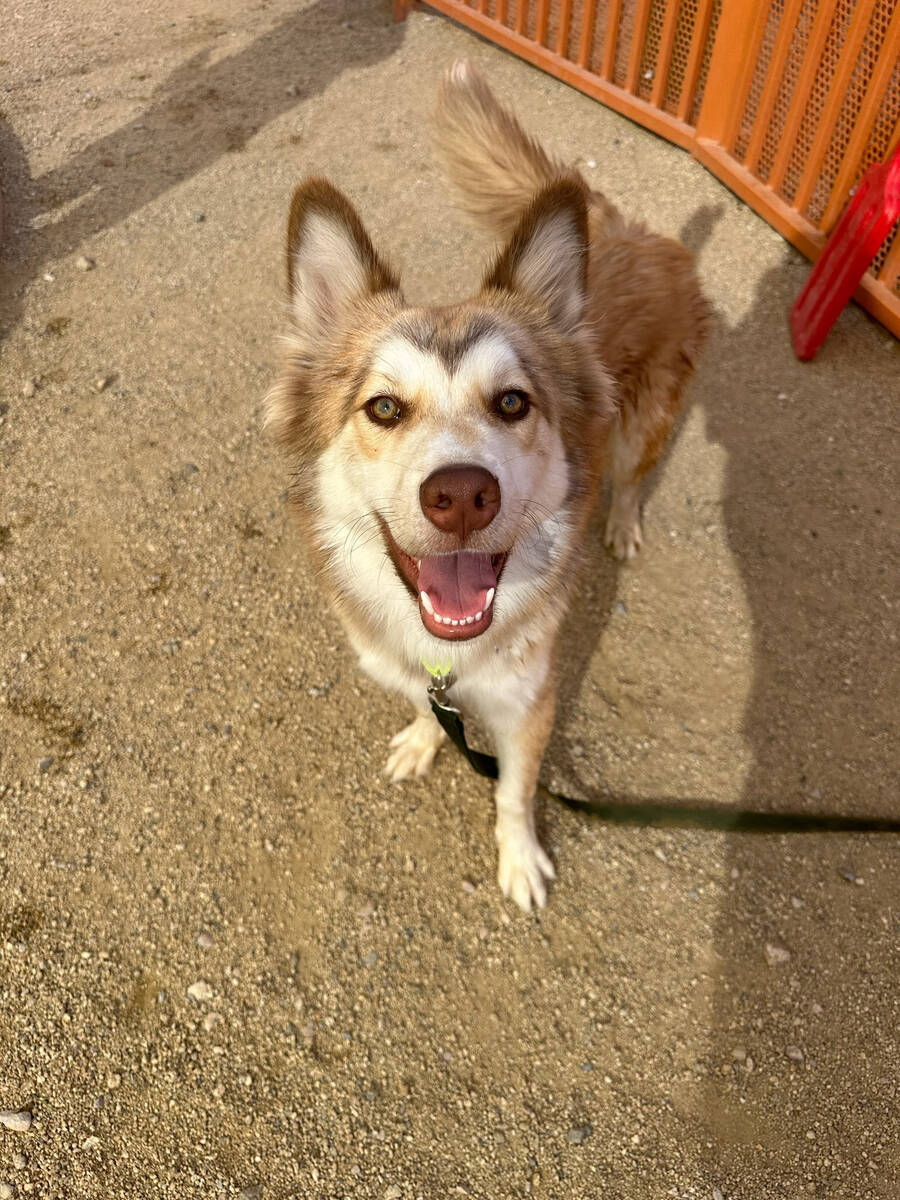 Fin at The Animal Foundation.