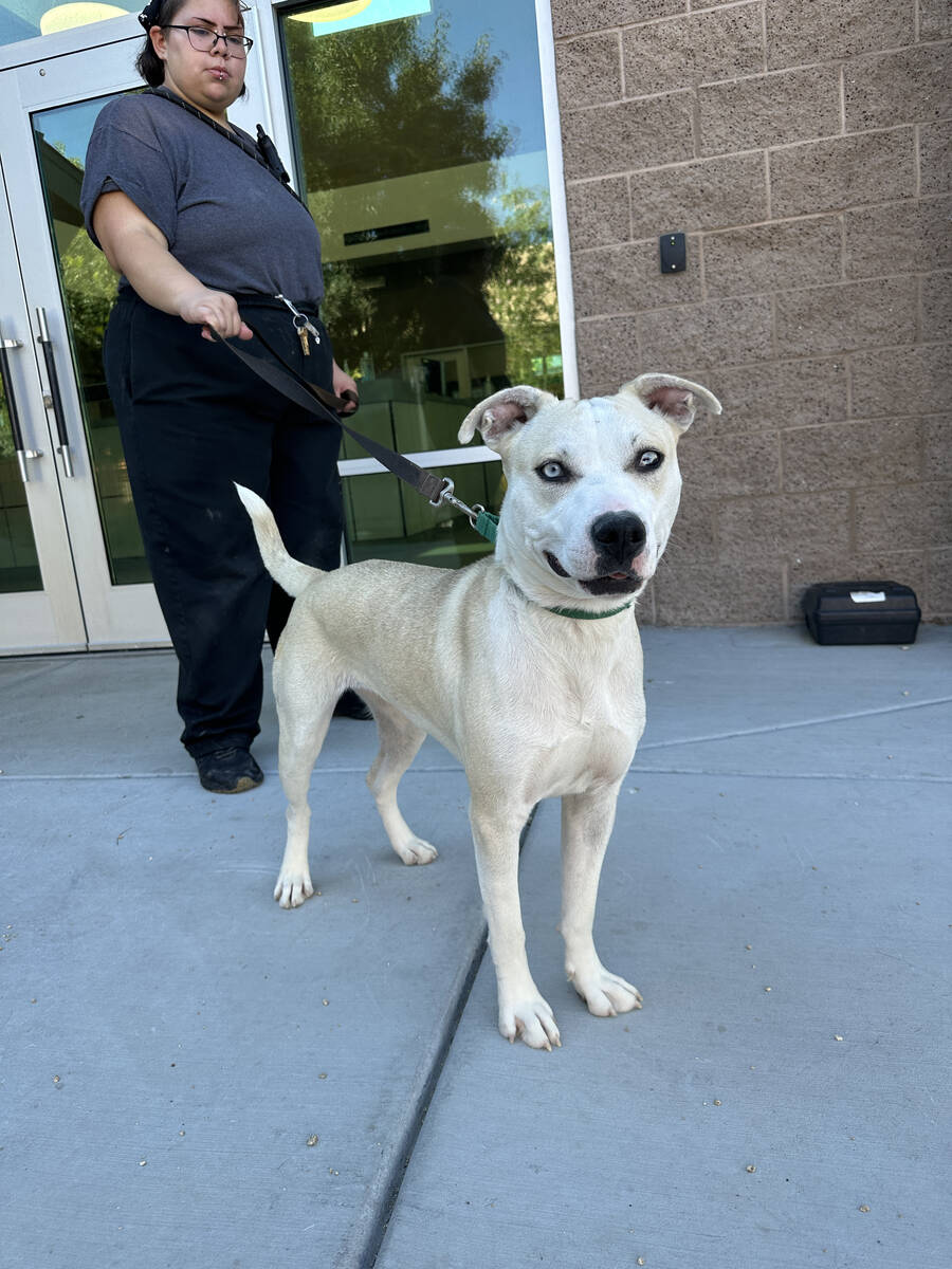 Mily at The Animal Foundation.