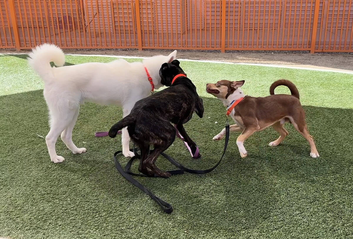 Potential adoptees will play outdoors at The Animal Foundation playgroup from 11 a.m. to 1 p.m. ...