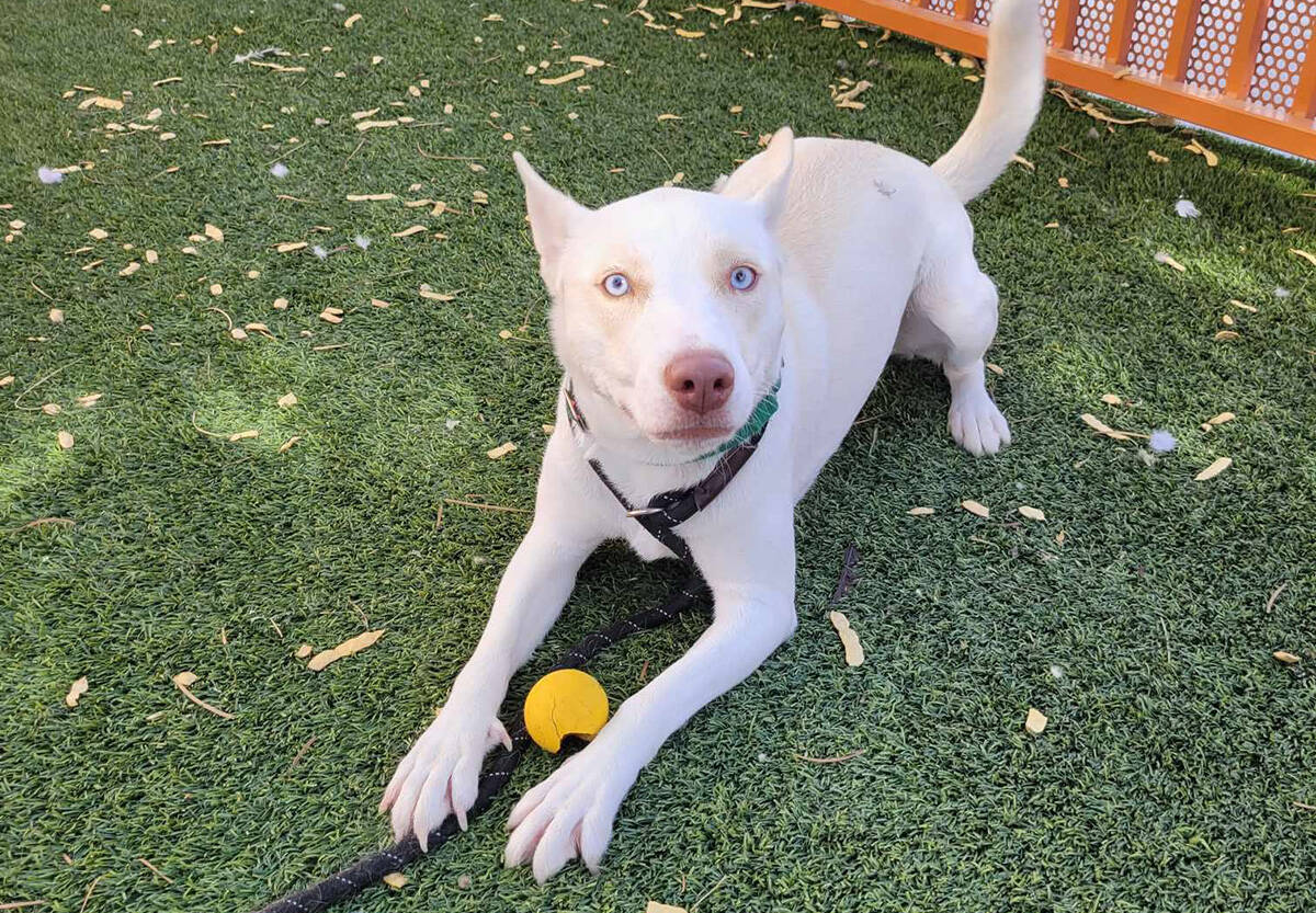 Stella at The Animal Foundation.