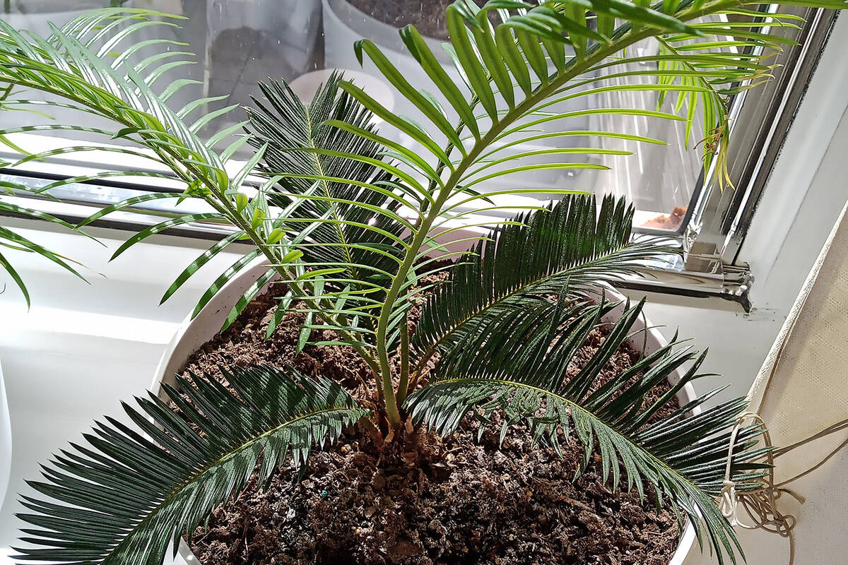 A fast-growing sago palm of unknown origin grows in a pot. (Bob Morris)