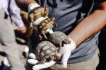 Biologists release dozens of desert tortoises into the wild