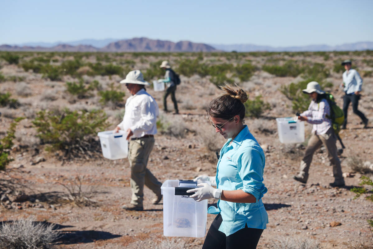 Volunteer Alea Goodman and other volunteers spread out to release desert tortoises into the wil ...