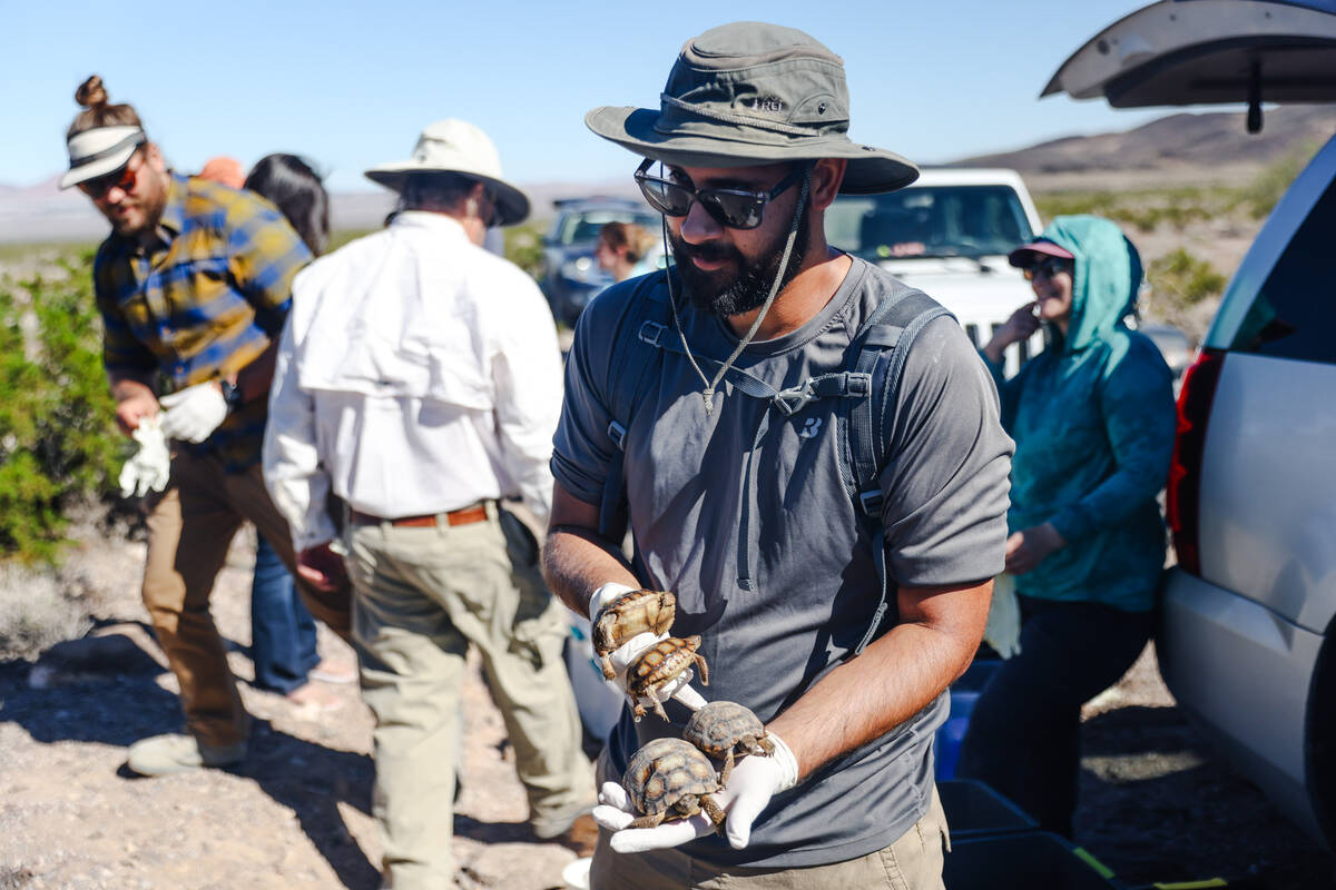 Volunteer Joe Casalino holds desert tortoises that will be released into the wild in the desert ...