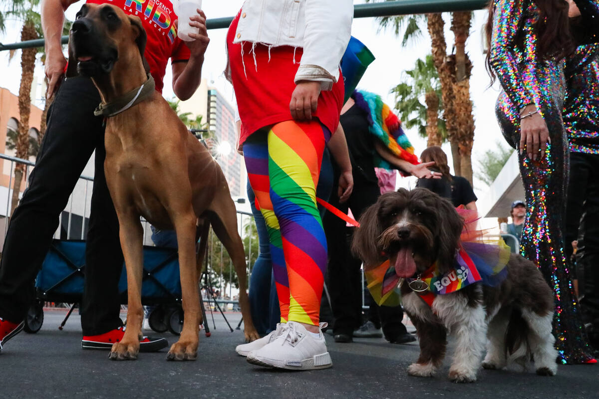 Dogs dress up in pride clothes at the Annual Las Vegas PRIDE Night Parade on Friday, Oct. 6, 20 ...