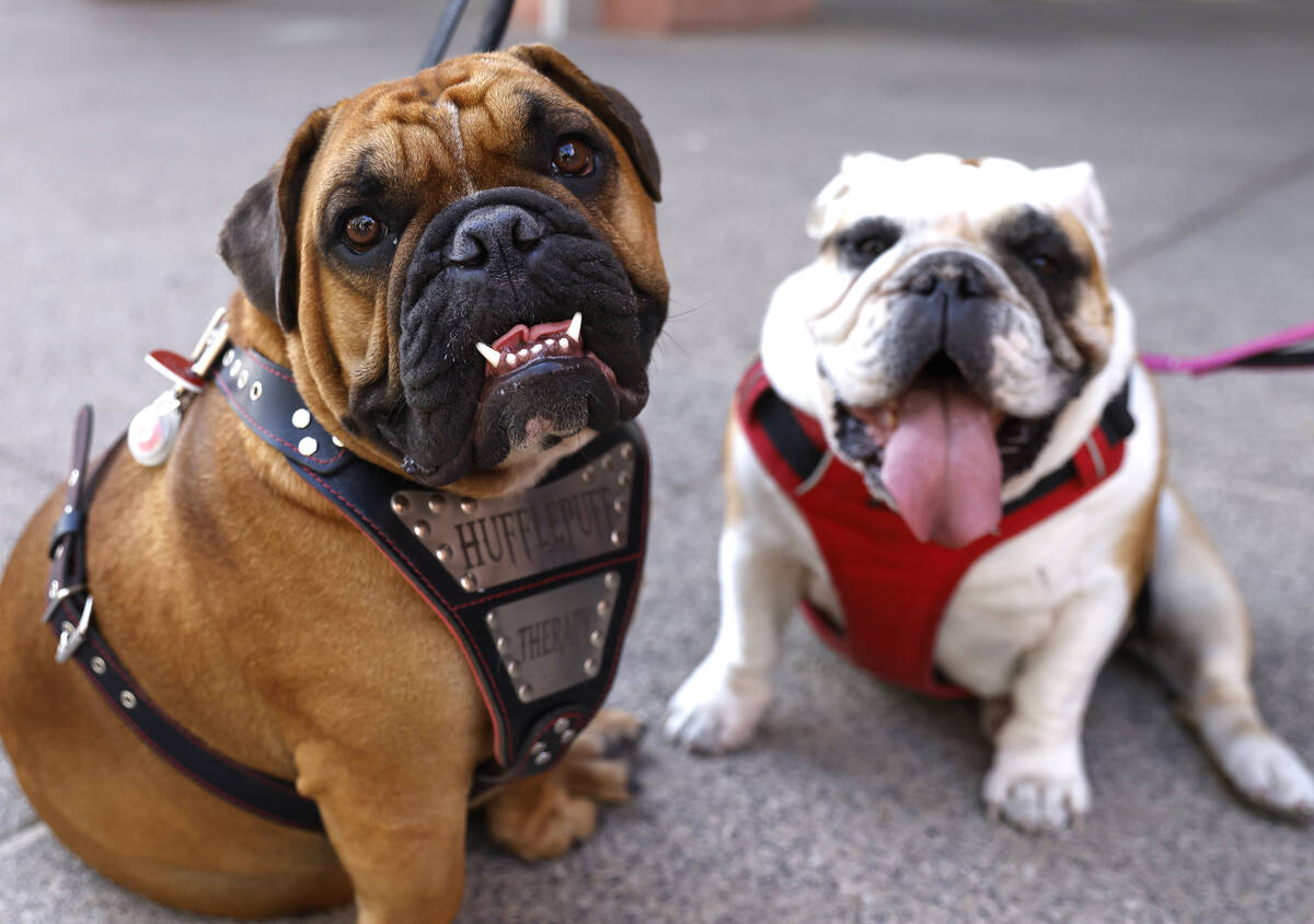Hufflepuff, left, and Scarlett, both therapy dogs, sit outside of the Regional Justice Center, ...