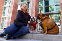 Stephani Loffredo poses for a photo with her therapy dogs, Scarlett, center, and Hufflepuff, ou ...