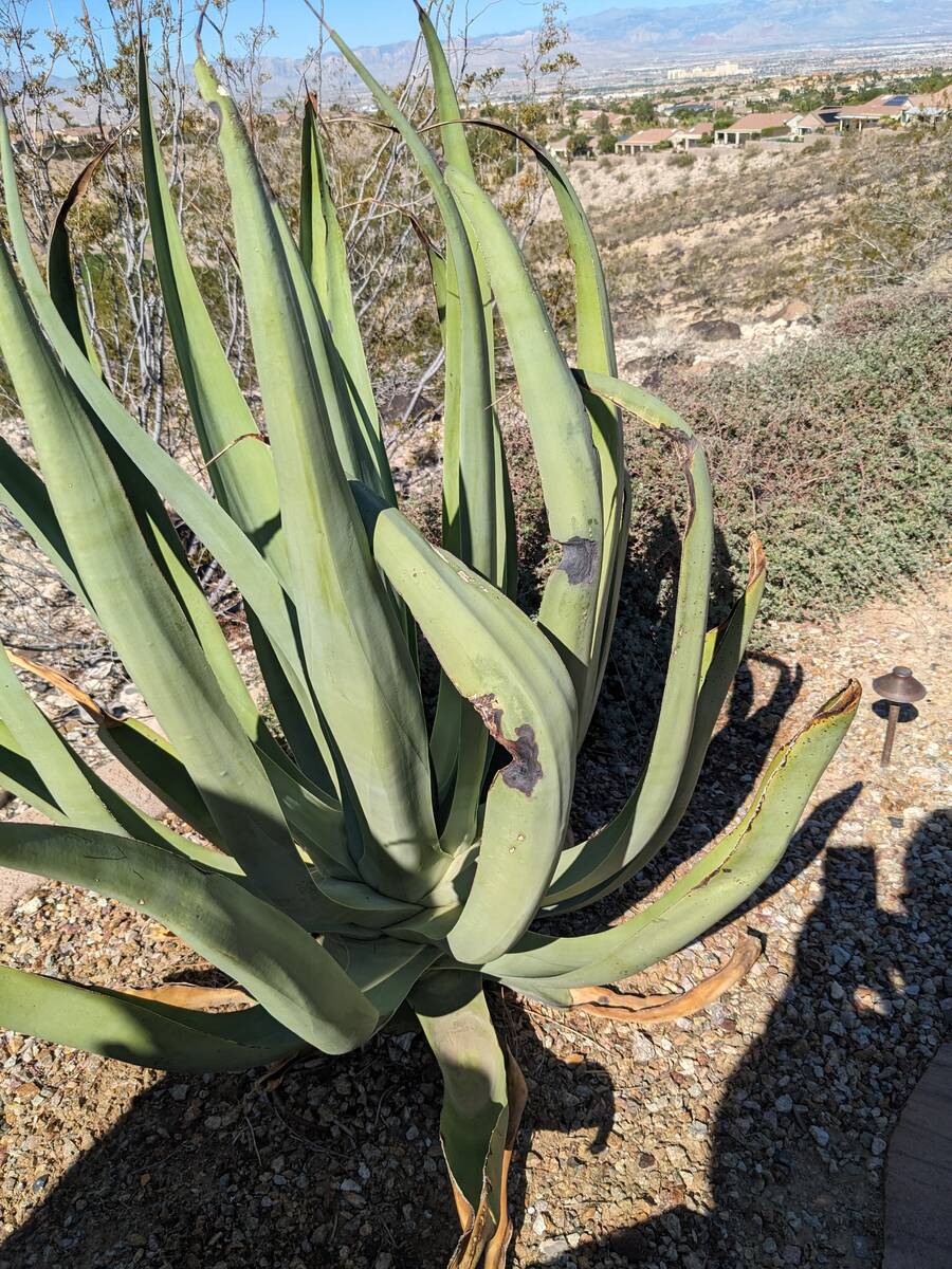 This octopus agave has black spots or suspected leaf lesions of a fungal disease. Removing thes ...