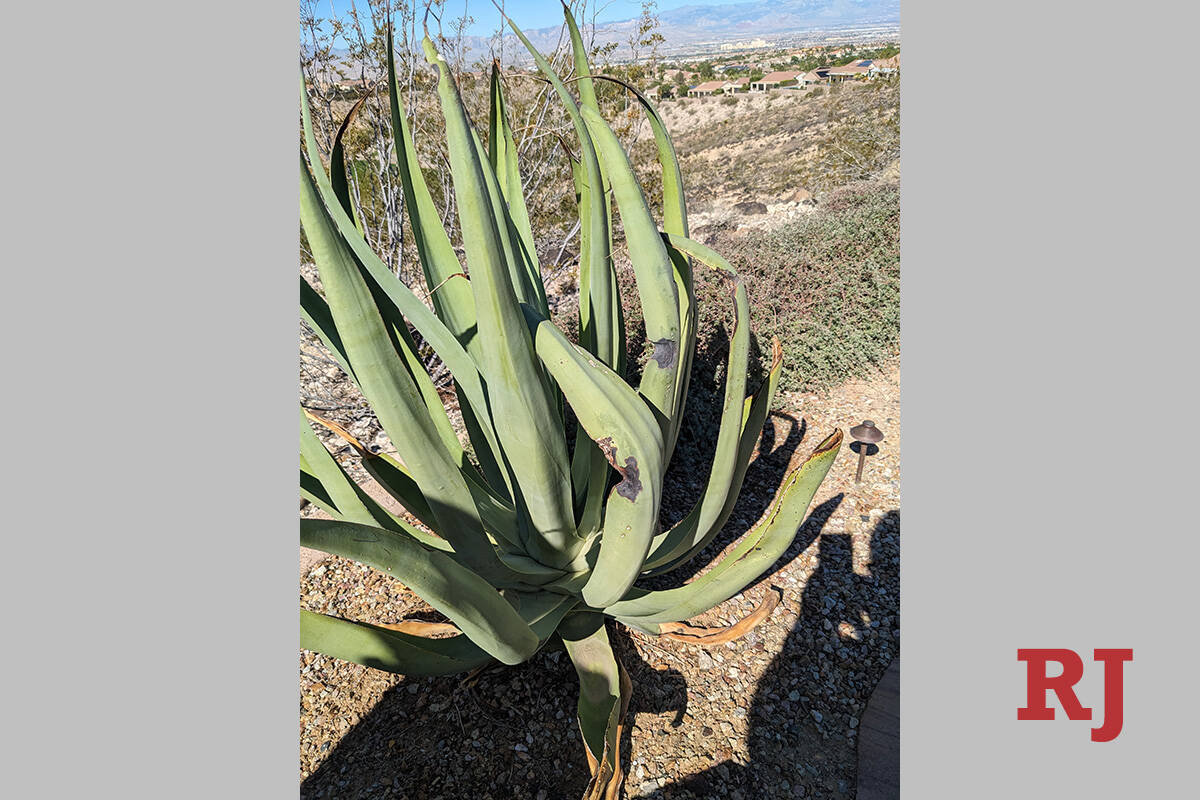 This octopus agave has black spots or suspected leaf lesions of a fungal disease. Removing thes ...