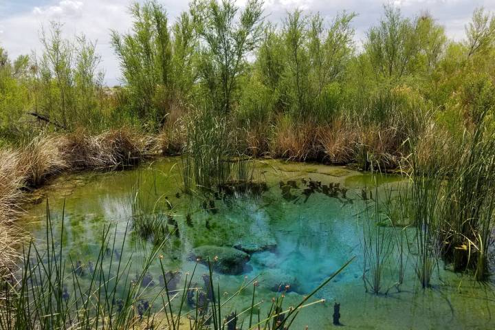 The crystal-clear pools at Ash Meadows National Wildlife Refuge provide life-sustaining water a ...