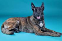 Raider, a Metropolitan Police Department K-9, is being treated for stab injuries after taking d ...