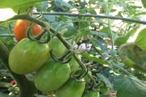 Tomatoes can be somewhat tricky if you have a bad year. When temperatures reach above 95 degree ...