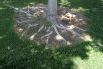 An ash tree (mesic) in a tall fescue lawn. Notice the surface roots probably due to daily water ...