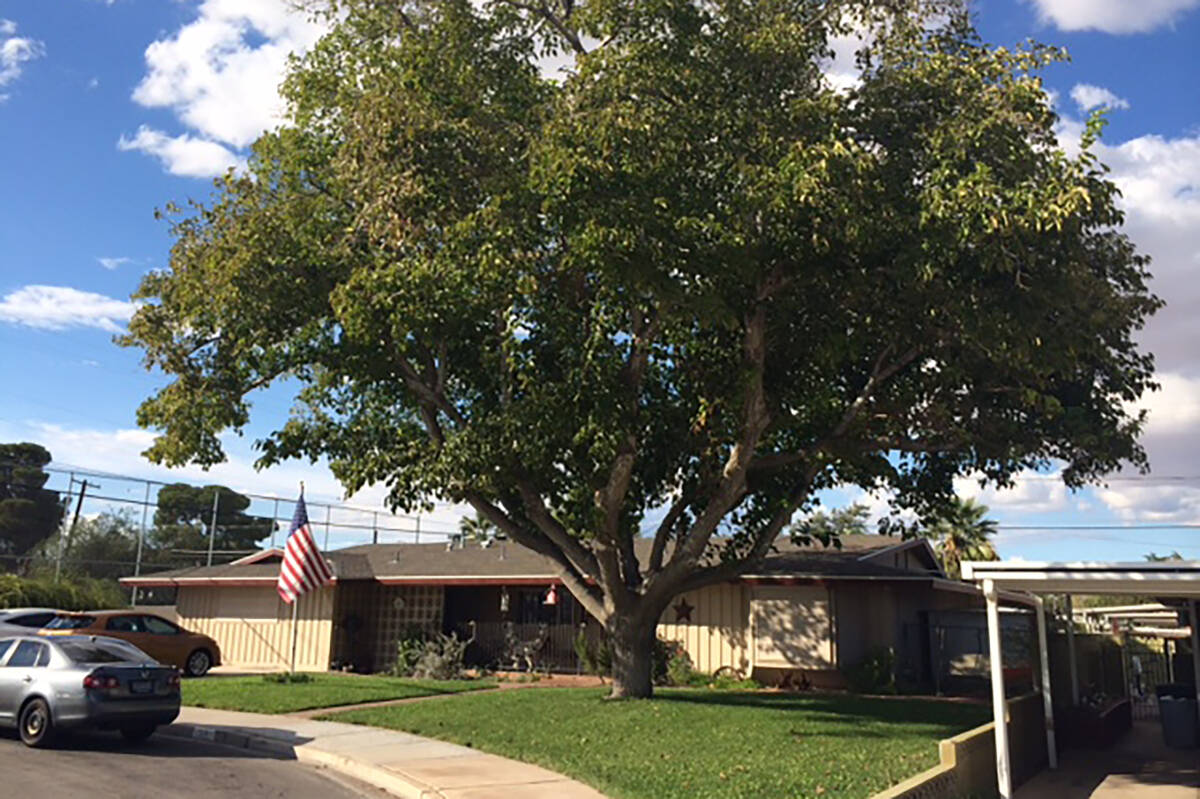 Mulberry (mesic) in a mixed lawn and tree landscape. A tall fescue lawn will require 7 to 8 fee ...