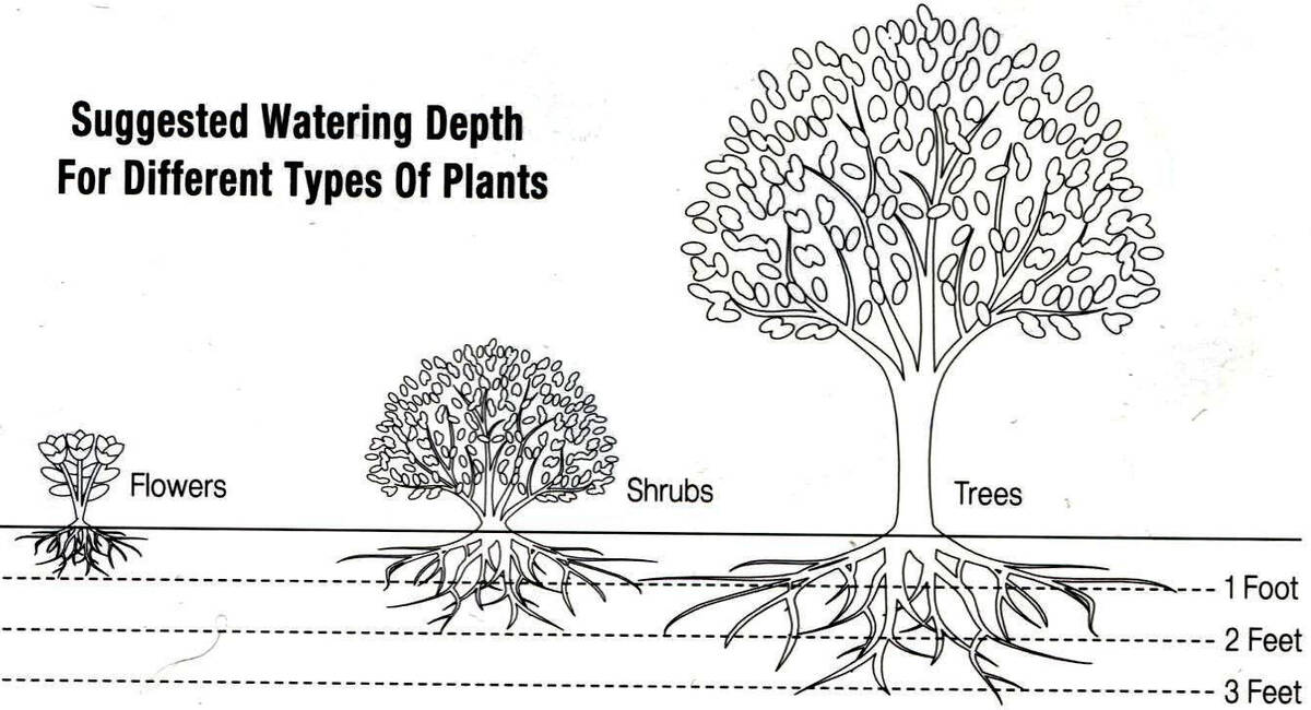 Suggested watering depth of plants. Irrigation water needs to penetrate into the soil to depth ...