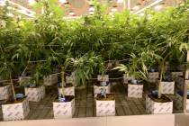 One of the marijuana grow rooms Exhale Nevada in Las Vegas on Thursday, June 28, 2018. (K.M. Ca ...