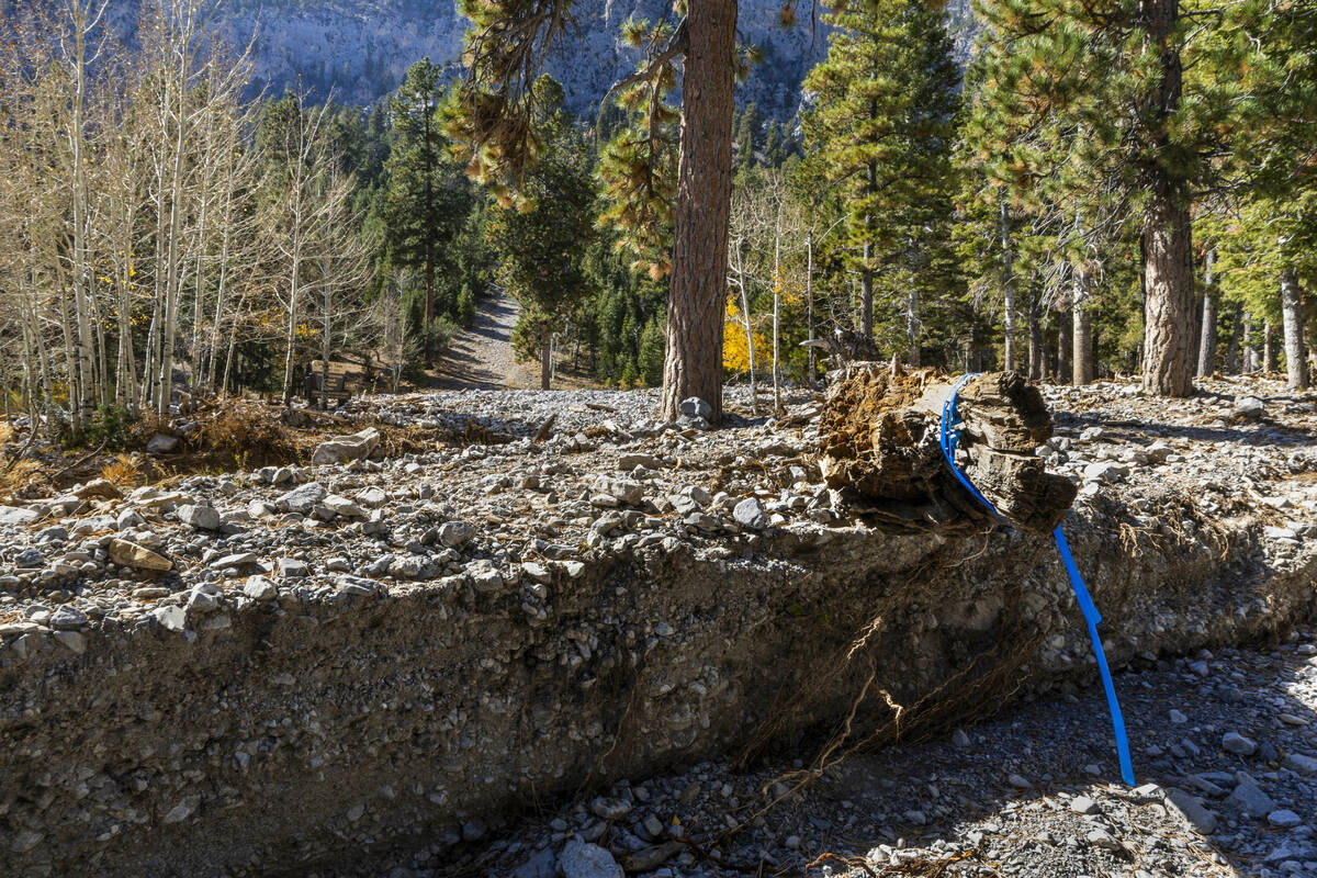 A downed tree to be removed is about a deep wash near the Trail Canyon parking lot as repairs c ...