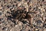 Tarantula on road leads to crash in Death Valley, park officials say