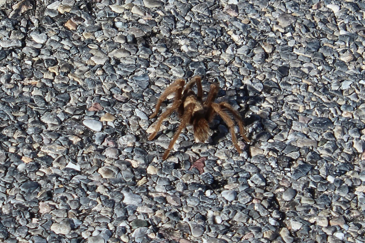 Mature tarantulas in our region are usually one-half inch to 4 inches long. (Deborah Wall/Las V ...