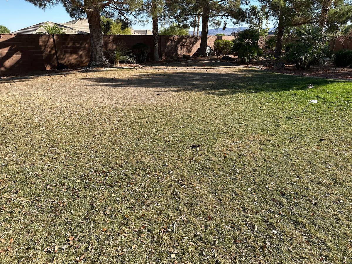 Lawn diseases are manageable in the desert, but the grass needs good soil from the start. If so ...
