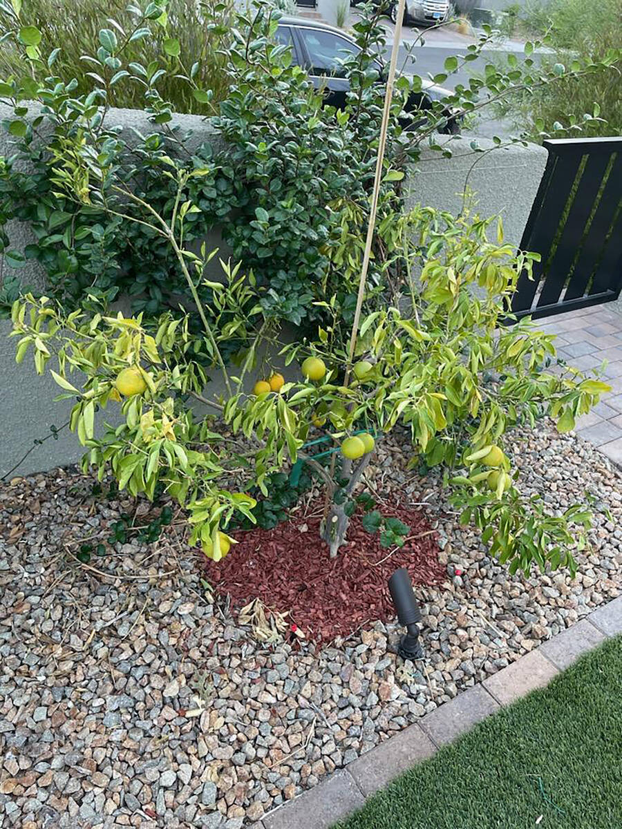 This young orange tree, originally from Asia, has turned yellow and is dying. It was planted on ...