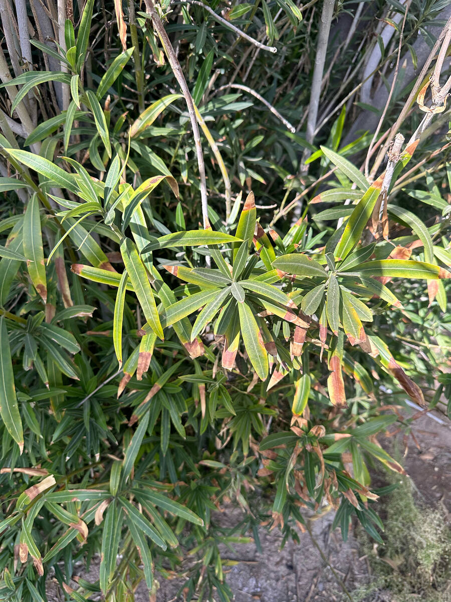 A suspected case of oleander leaf scorch, a bacterial disease. If it does not grow when you wat ...