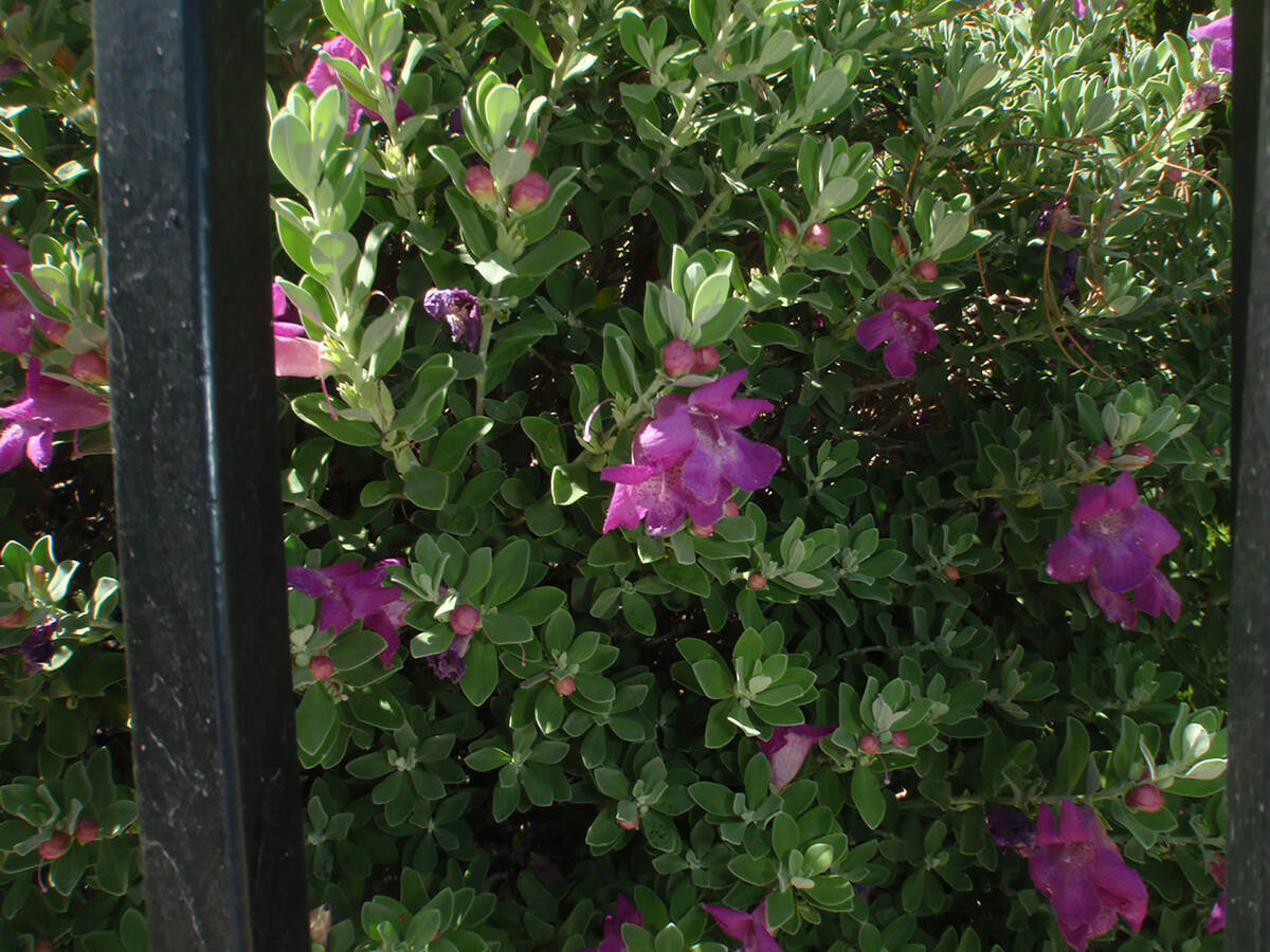 A variety of Texas ranger. If you want a single or multi-trunk small tree, prune it into a tree ...