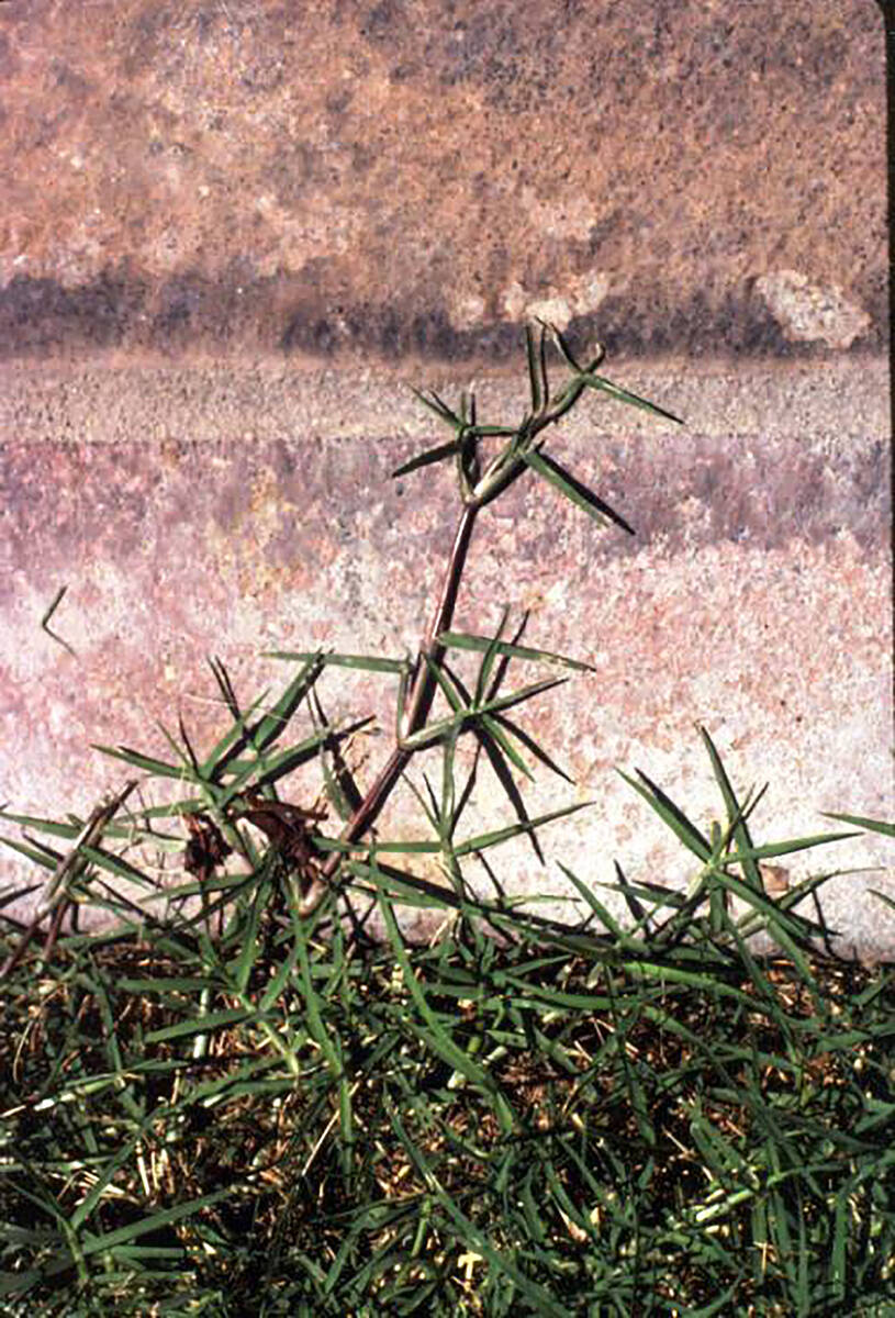 Common Bermuda grass, which some people call “Devil grass.” It is very invasive and can mak ...