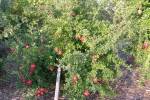 Seeds of confusion: Why is my pomegranate’s fruit so pale?