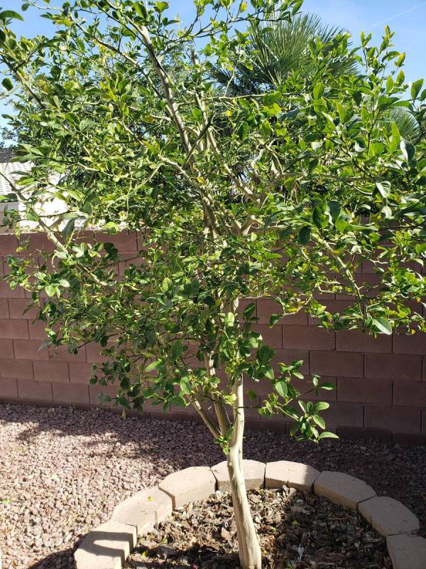 My best guess, based on its size, is that this is an improved Meyer lemon. This variety can han ...