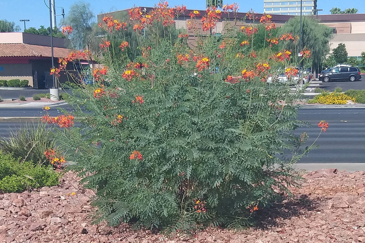 If pruning is done in late fall, winter or early spring, bird of paradise plants can handle it. ...