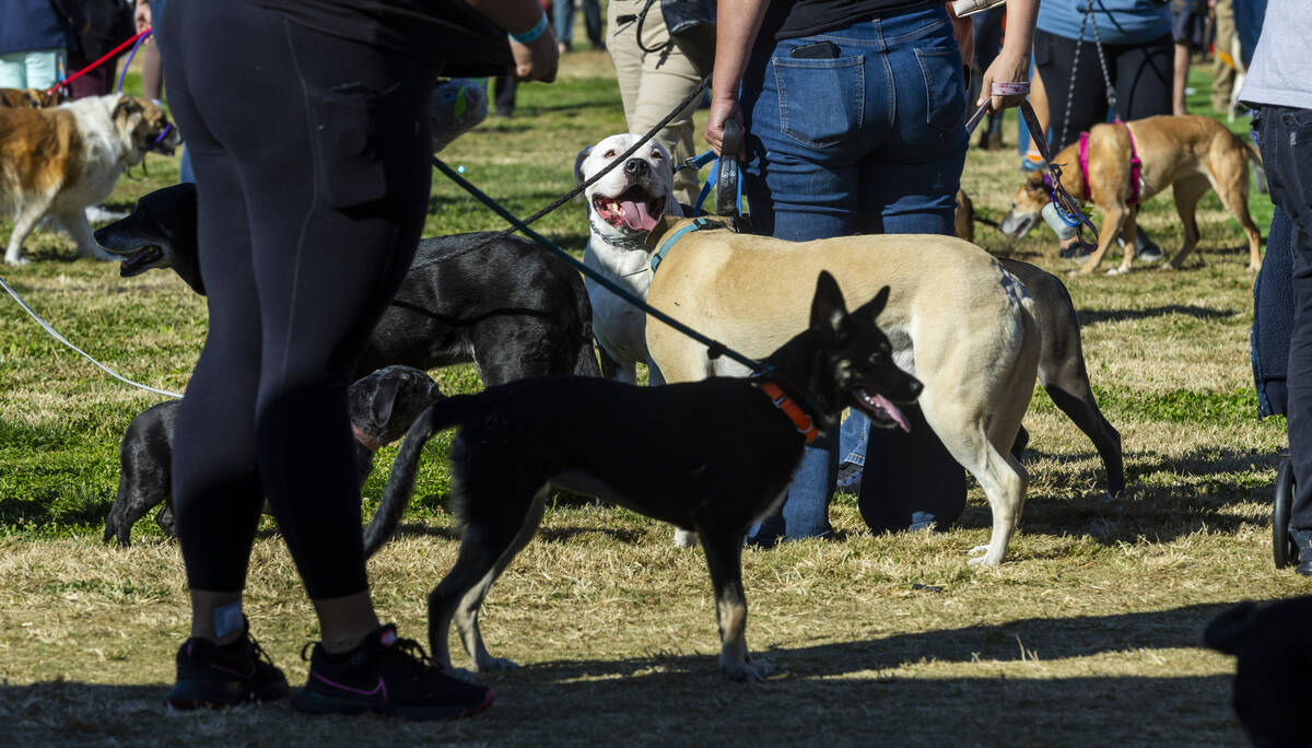 Dogs and owners mingle about the many displays during Paws in the Park at the Desert Breeze Soc ...