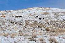 This photo provided by the Center for Biological Diversity shows seven cows seen within subpopu ...