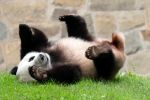 ‘A moment with some heartbreak’: National Zoo’s giant pandas fly home