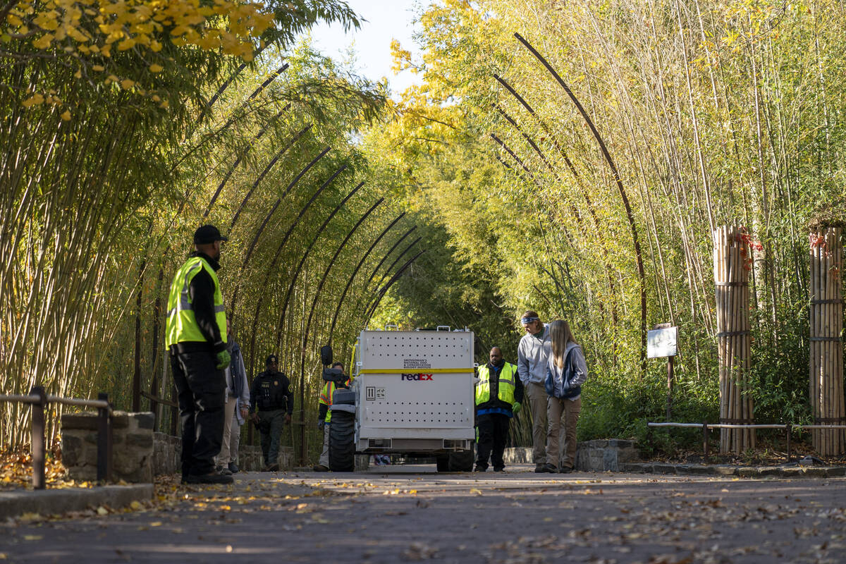 Giant panda Tian Tian is transported in a crate to depart the Smithsonian's National Zoo and Co ...