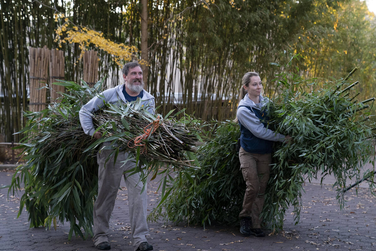 Smithsonian National Zoo and Conservation Biology Institute staff members carry bamboo to be tr ...