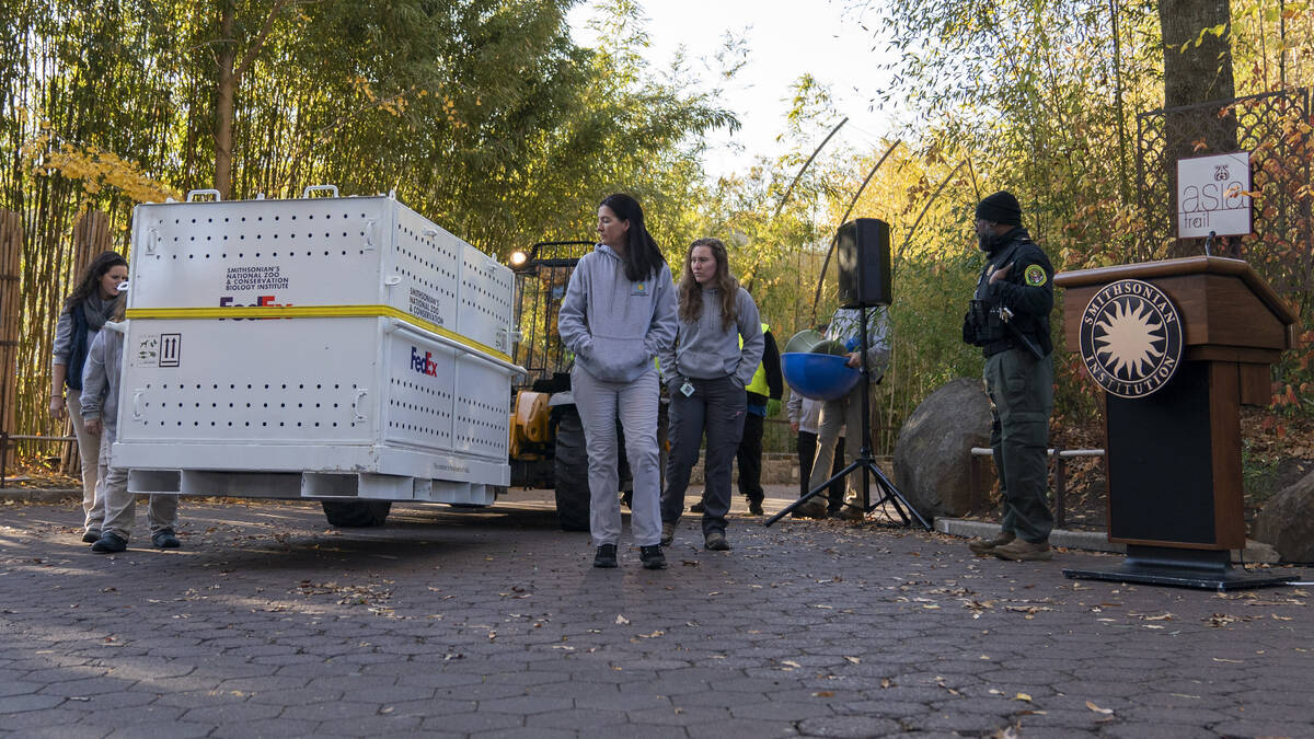 Giant panda Mei Xiang is transported in a crate to depart the Smithsonian's National Zoo and Co ...